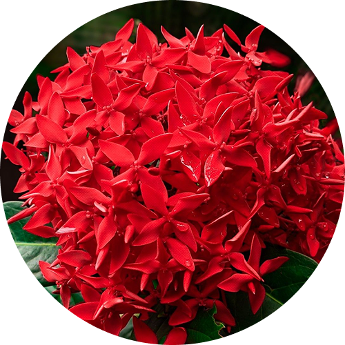 Test image