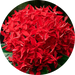 Test image