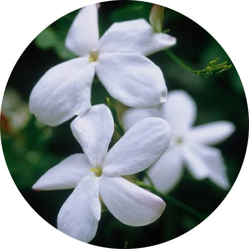 Test image